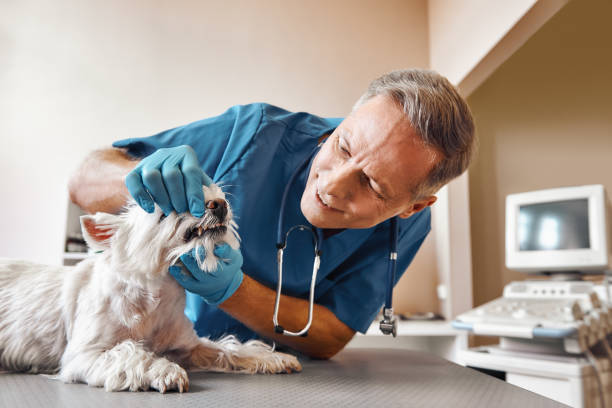 Best Emergency Dental Care for Abscessed Tooth in Magnolia, NC